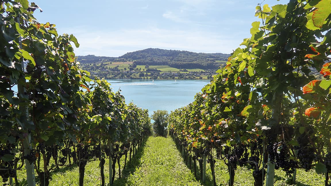 Weinberg am Hallwilersee.