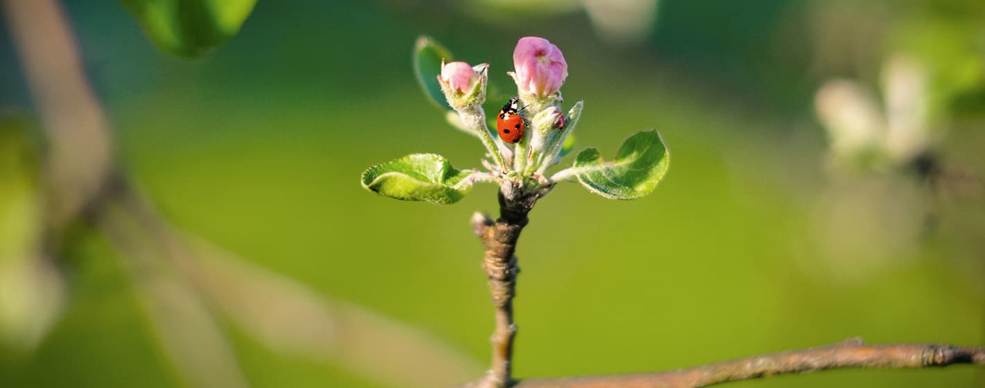 Marienkäfer auf einer Blüte.