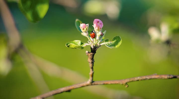 Marienkäfer auf einer Blüte.